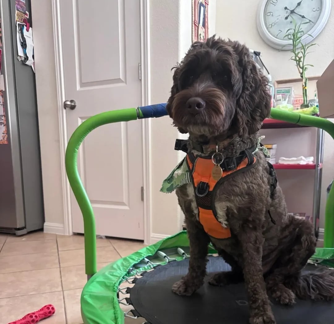 Pet sitting in South Austin: Dove Springs Pet Care 03