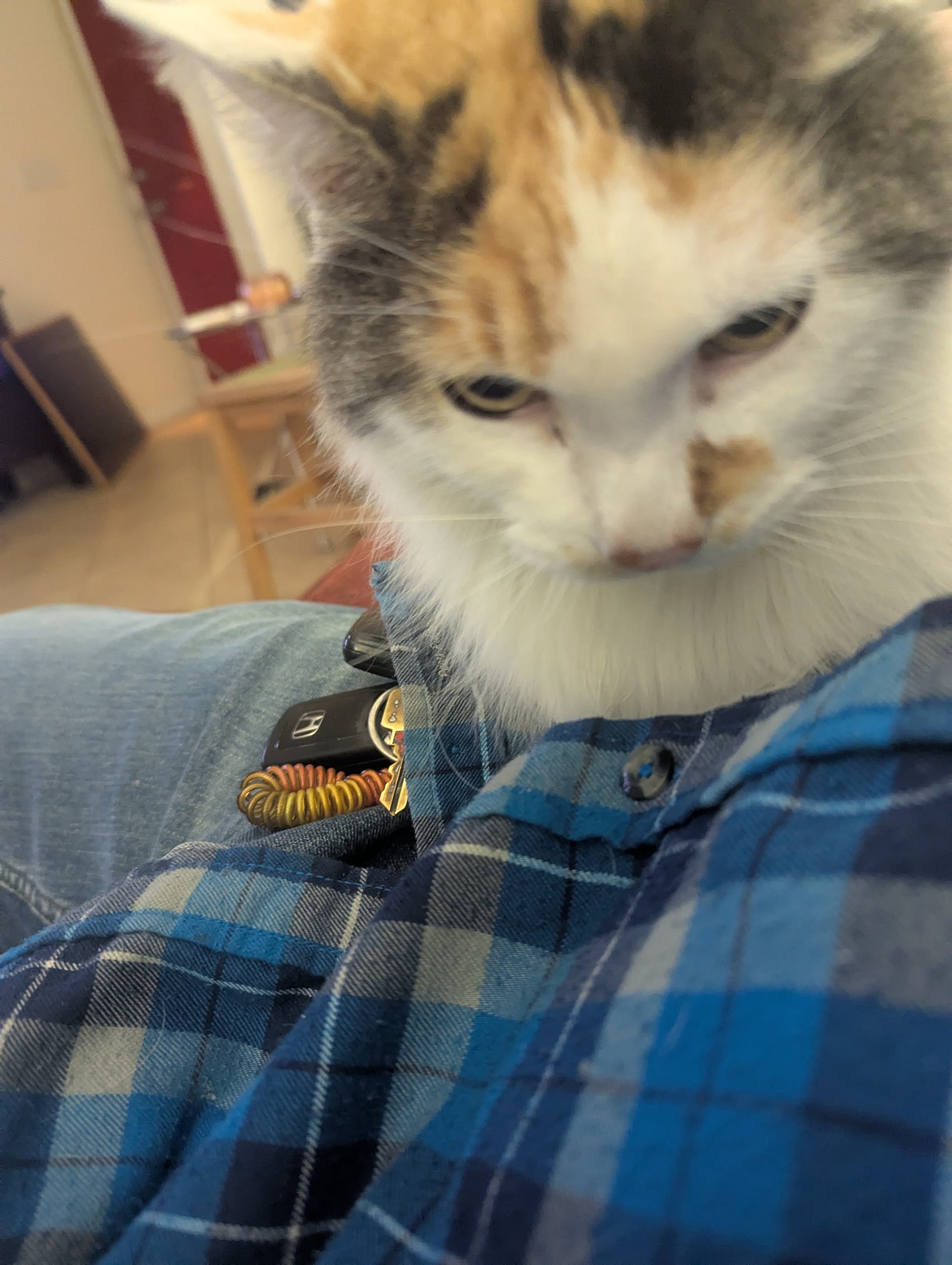 Pet sitting in South Austin: South Austin Cat Sitting 02