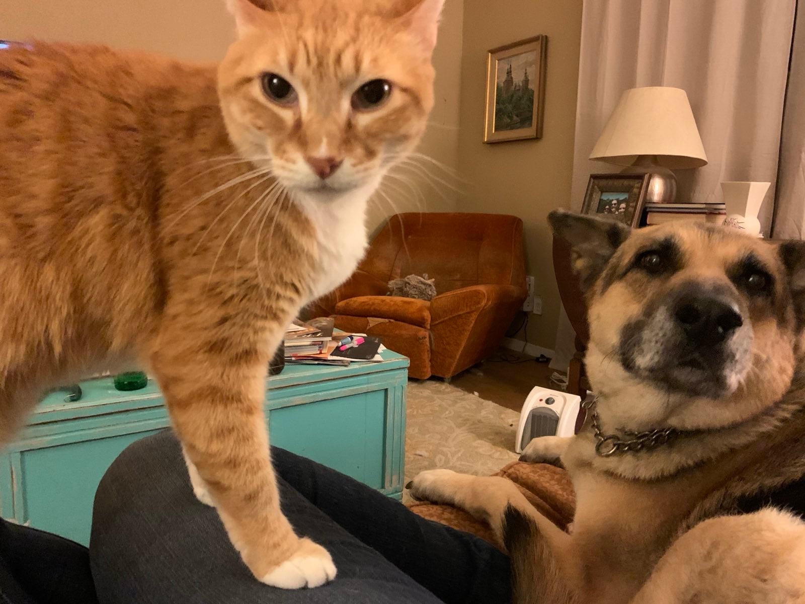 Pet sitting in South Austin: South Austin Cat Sitting 03