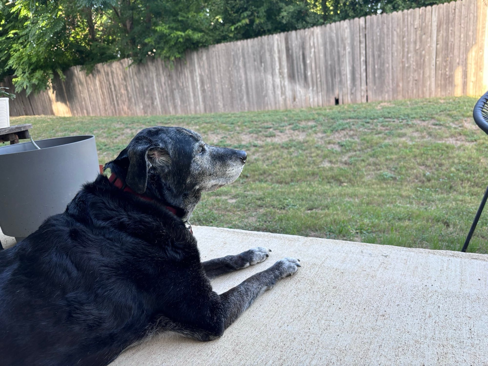 Pet sitting in South Austin: South Austin Dog Sitting 02