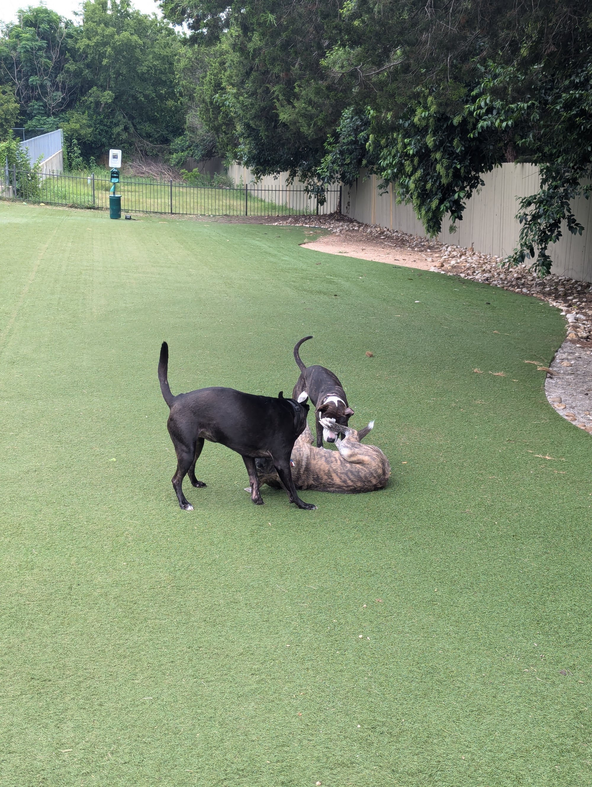 Pet sitting in South Austin: South Austin Dog Walking 01