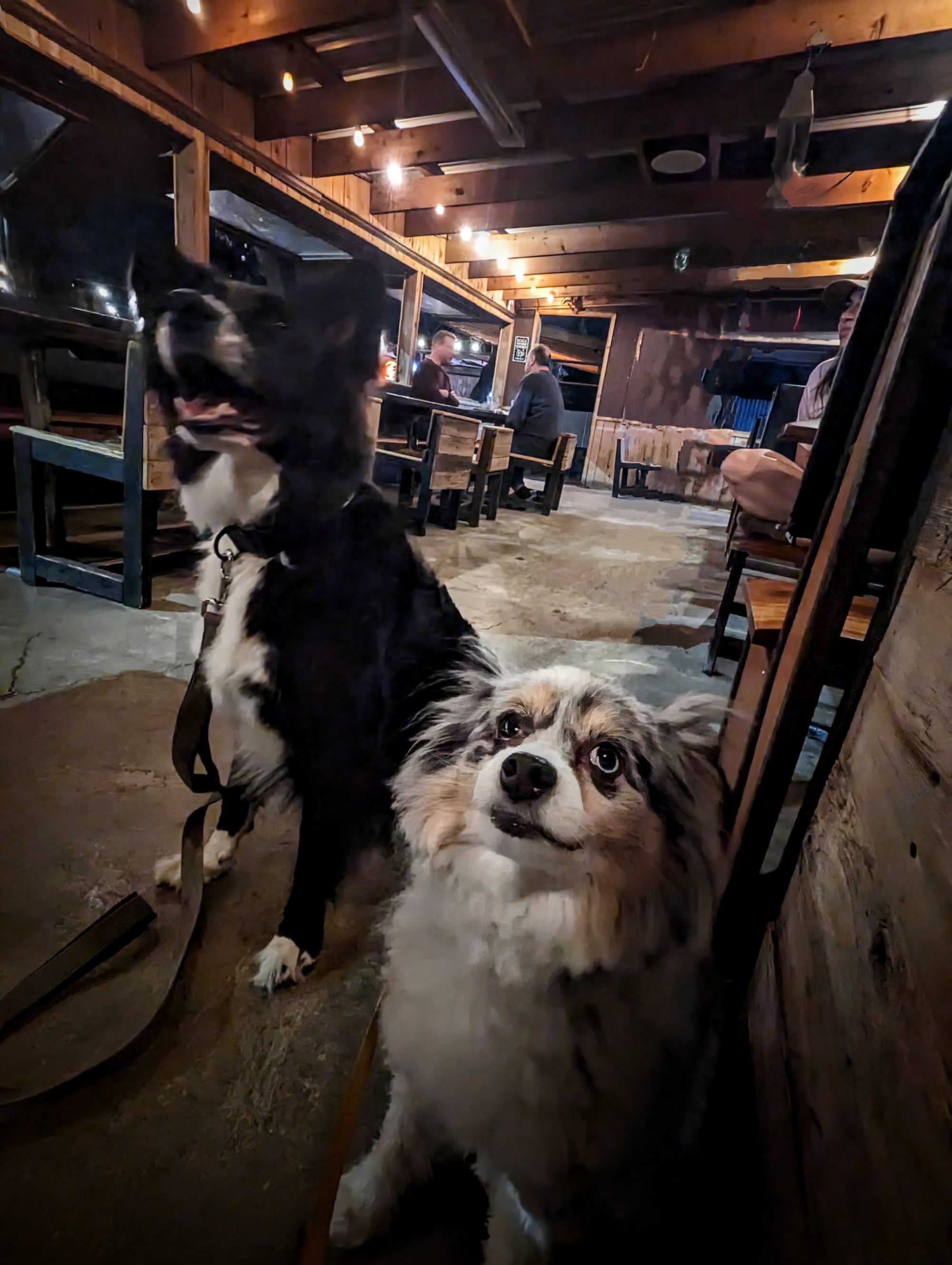 Pet sitting in South Austin: South Austin Dog Walking 02